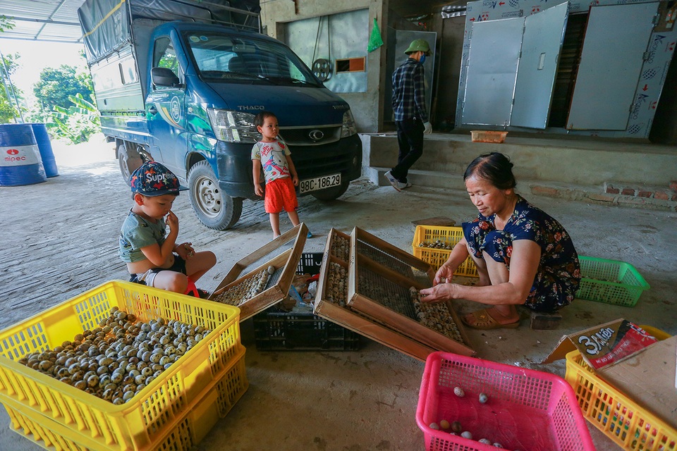Cử nhân bỏ việc về quê nuôi chim cút, thu tiền tỷ mỗi năm - 11 Cử nhân bỏ việc về quê nuôi chim cút, thu tiền tỷ mỗi năm - 11