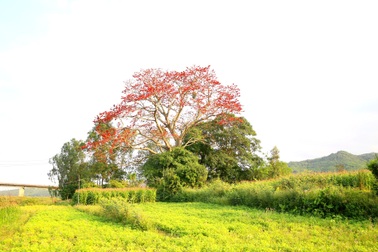 Ngắm cây hoa gạo đỏ rực giữa bãi bồi sông Vu Gia