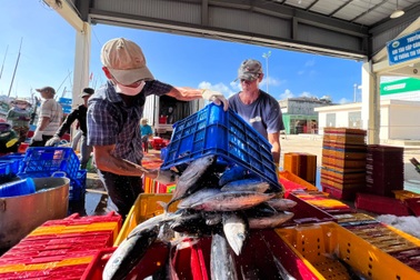 Cùng ngư dân thắp 5.600 "ngọn đèn" trên biển