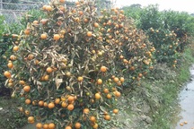 Hàng trăm cây quất cảnh bị kẻ gian phun thuốc diệt cỏ chết rụi