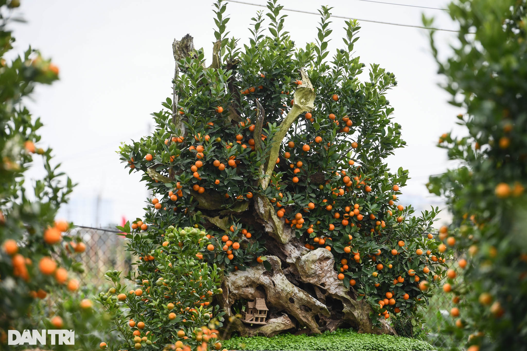 Quất bonsai trăm triệu khoe dáng bày bán tại thủ phủ trồng quất Tứ Liên - 7 Quất bonsai trăm triệu khoe dáng bày bán tại thủ phủ trồng quất Tứ Liên - 7