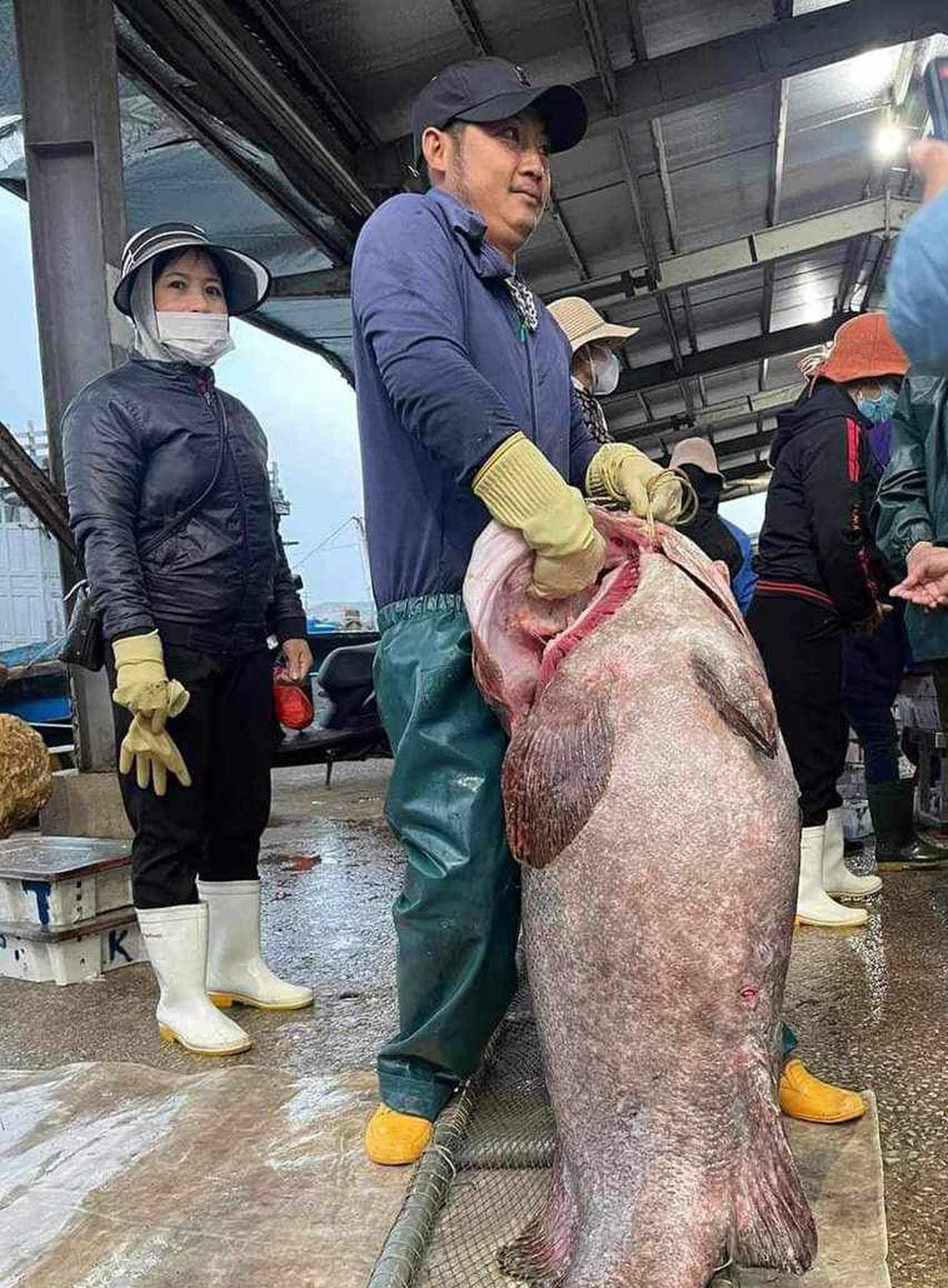Con cá mú 30 năm mới thấy một lần khiến ngư dân sửng sốt - 1