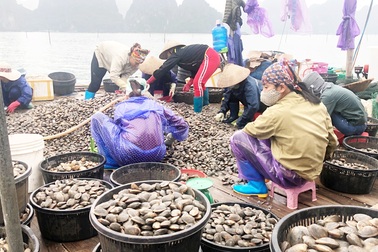 Quảng Ninh: Làm giàu từ nghề nuôi ngao giá