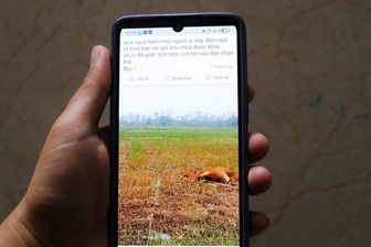 Cột điện gãy xuống ruộng sau bão Bualoi nghi giật chết bò của người dân