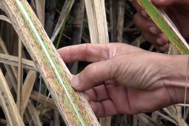 Phú Yên: Nông dân lao đao vì hàng trăm ha mía đổ bệnh