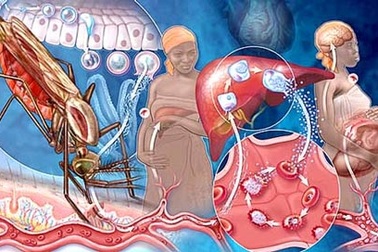 Mỗi phút có 1 trẻ tử vong vì sốt rét