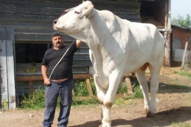 "Quái vật" gia súc lâu đời nhất trên Trái Đất, cao 2 mét, nặng 1700kg