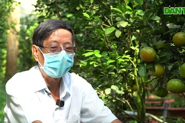 Cho quýt hồng bén rễ trong chậu lão nông Đồng Tháp thu lãi tiền triệu/cây