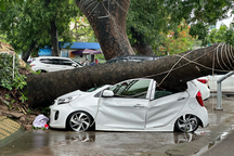 Cây xà cừ bật gốc, đè bẹp ô tô con ở Hải Phòng