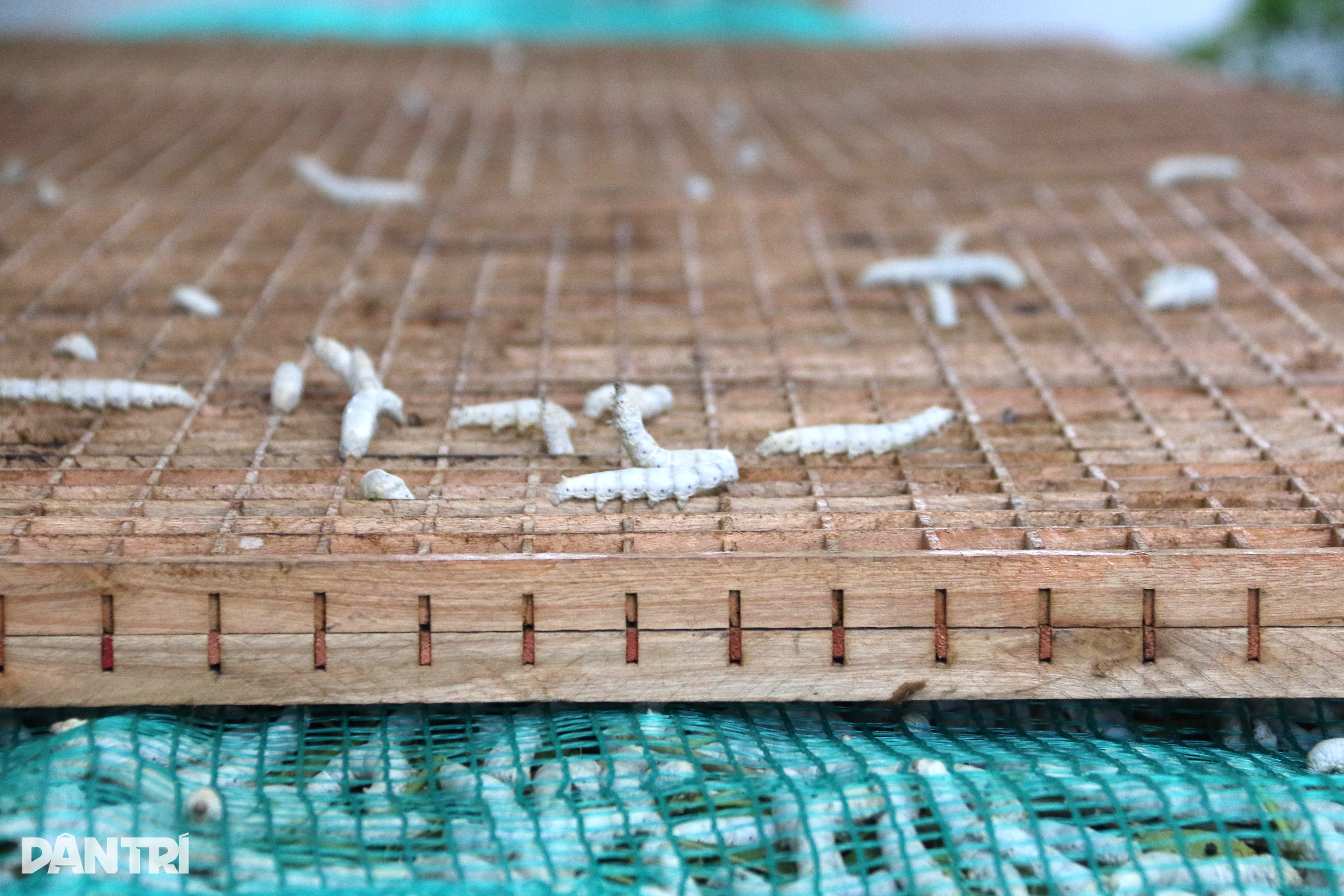 ចិញ្ចឹមដង្កូវនាងជាមួយមុង កសិករបានចំណូលរាប់លានជារៀងរាល់ថ្ងៃ - ២ Mắc màn nuôi tằm, nông dân thảnh thơi thu bạc triệu mỗi ngày - 2