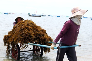 Nhọc nhằn nghề hái rong mơ ở Quảng Nam