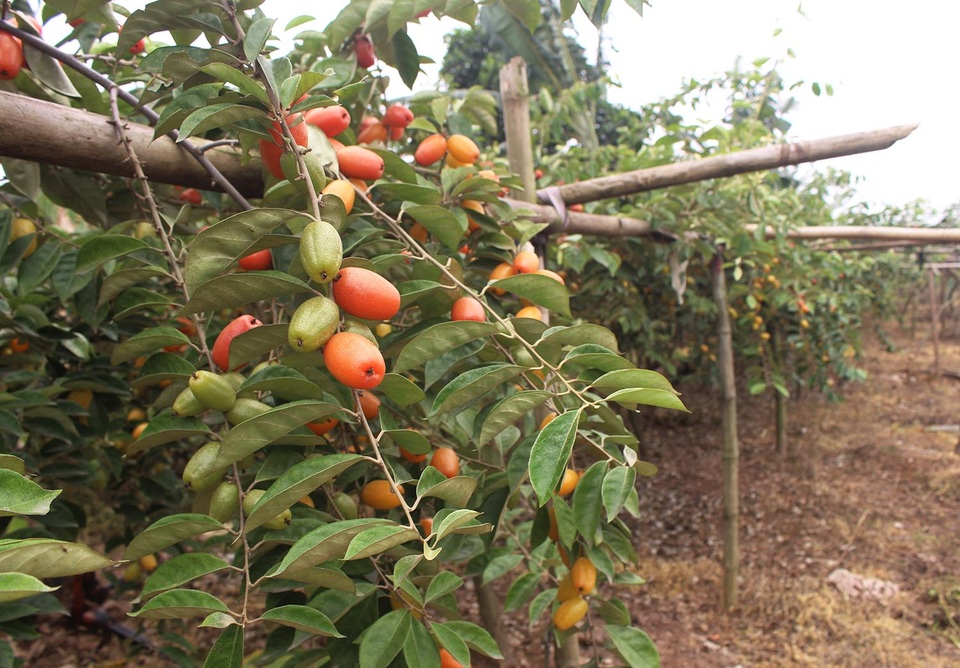 Hái nhót chín hoa mắt đỏ tay, dân Hà Nội phấn khởi thu về bạc triệu - 6 Hái nhót chín hoa mắt đỏ tay, dân Hà Nội phấn khởi thu về bạc triệu - 6