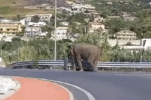 Người dân sửng sốt xem voi sổng khỏi rạp xiếc rồi... dạo bộ trên đường