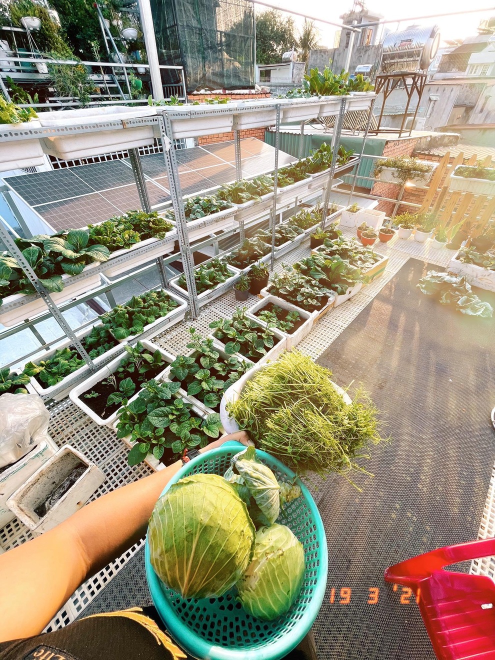 Chàng trai Sài Gòn biến mái nhà bếp thành vườn xanh mát tặng mẹ - 4