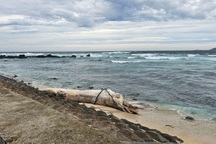 Xác cá voi dài 10m dạt vào bờ biển đặc khu Lý Sơn