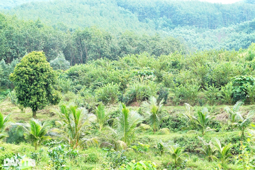 Cán bộ xã về hưu, biến đất đồi thành trang trại tam nông cho thu nhập cao - 5 Cán bộ xã về hưu, biến đất đồi thành trang trại tam nông cho thu nhập cao - 5