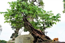 Gốc sưa bonsai cao 1 mét giá 1,4 tỷ đồng gây xôn xao