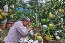 Lão nông kiếm 2 tỷ đồng từ một sào vườn trồng ngũ quả bon sai?