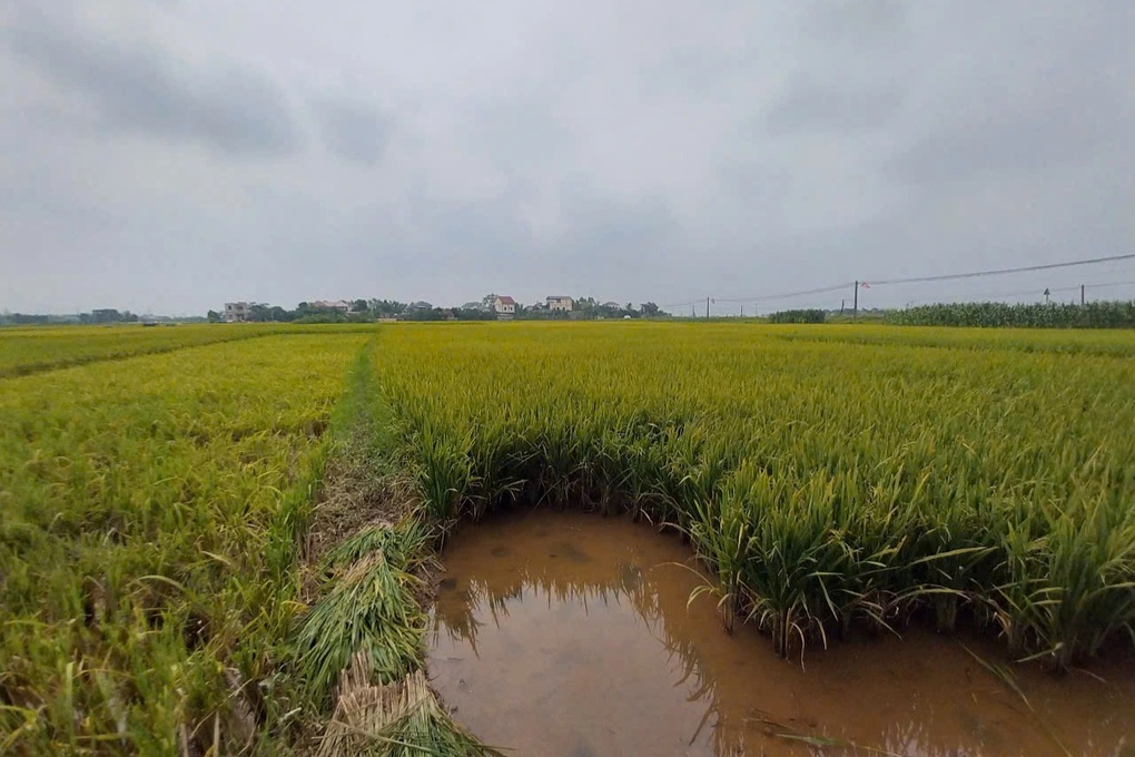 Hơn 2.700ha lúa lép hạt, nông dân lo không có gạo ăn - 1 Hơn 2.700ha lúa lép hạt, nông dân lo không có gạo ăn - 1
