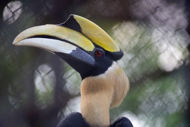 Đôi chim Hồng hoàng quý hiếm ở vườn thú Thủ Lệ