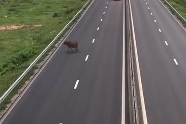 Bò thả rông trên cao tốc suýt gây tai nạn liên hoàn