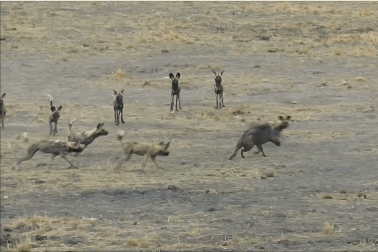 Choáng với cảnh lợn rừng “phá vòng vây” của kẻ thù để tìm con đường sống