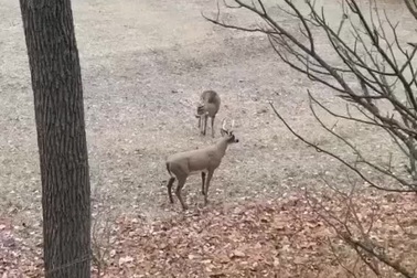 Phản ứng hài hước của hươu đực sau khi húc ngã "đối thủ"