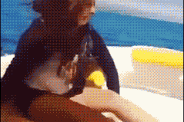 Ảnh động đầu tuần: Những khoảnh khắc hài hước độc nhất vô nhị