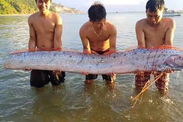 Cá mái chèo dài hơn 3m dạt vào bờ biển Hà Tĩnh