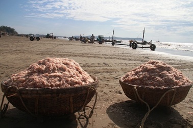 Ngư dân xứ Thanh kiếm tiền triệu nhờ trúng đậm moi