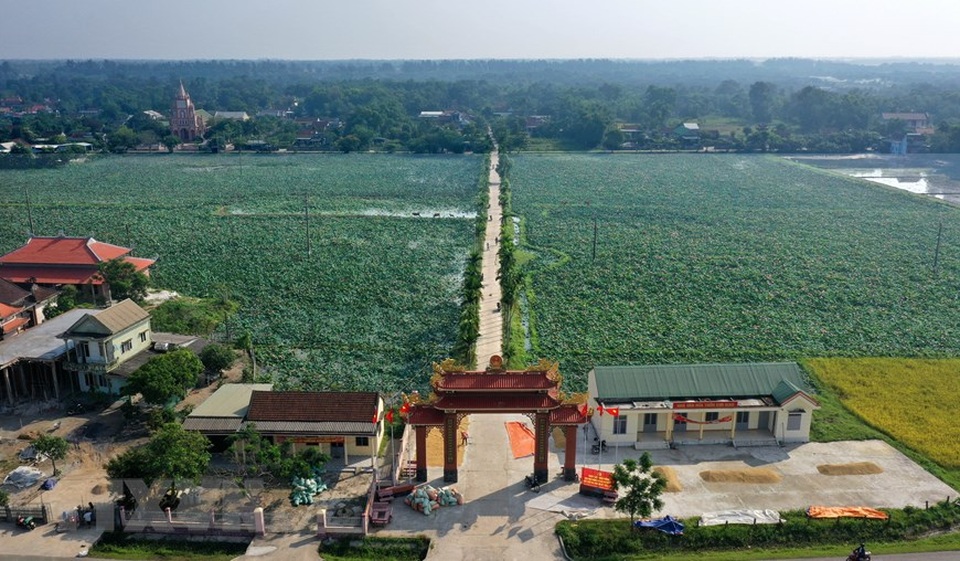 Sen hồng bung sắc giữa những làng quê đầy nắng và gió - 7 Sen hồng bung sắc giữa những làng quê đầy nắng và gió - 7