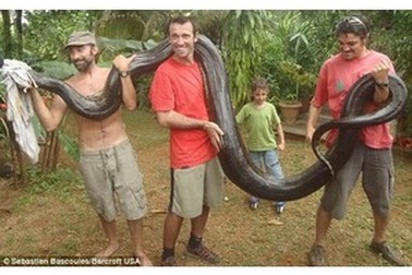 Tay không bắt sống con trăn khổng lồ
