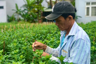 Nhặt nụ hoa cúc, việc thời vụ hái ra tiền mùa giáp Tết
