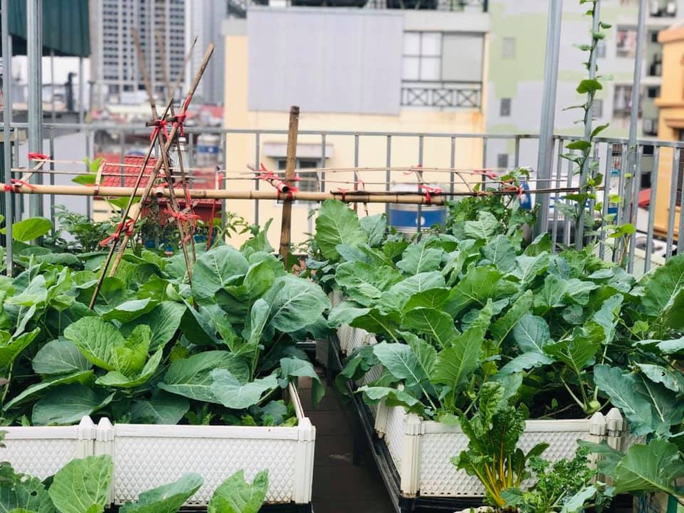 Vườn rau theo mô hình organic, dùng hệ thống tưới tự động của mẹ đảm Hà Nội - 3 Vườn rau theo mô hình organic, dùng hệ thống tưới tự động của mẹ đảm Hà Nội - 3