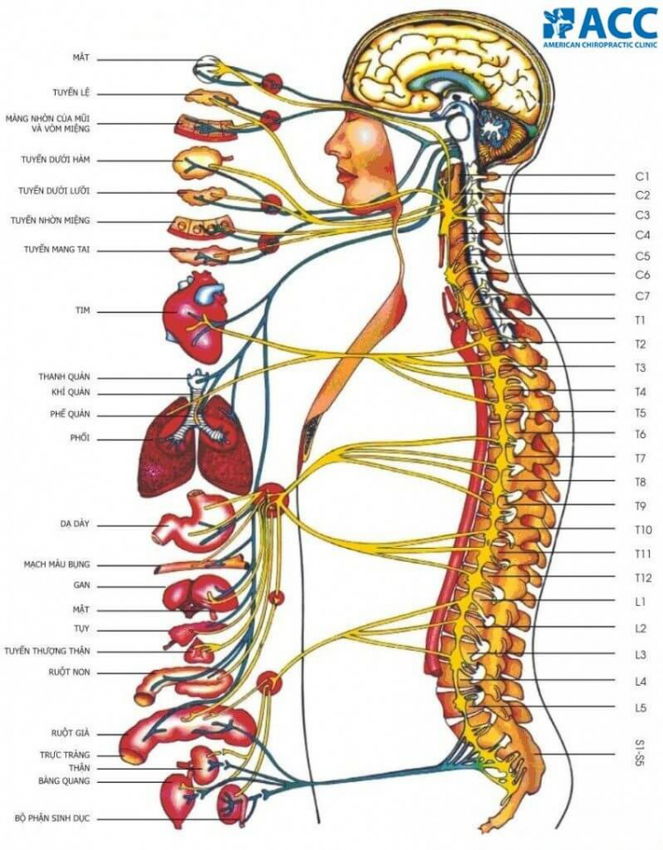 Phương pháp Chiropractic điều trị đau cơ xương khớp - 1