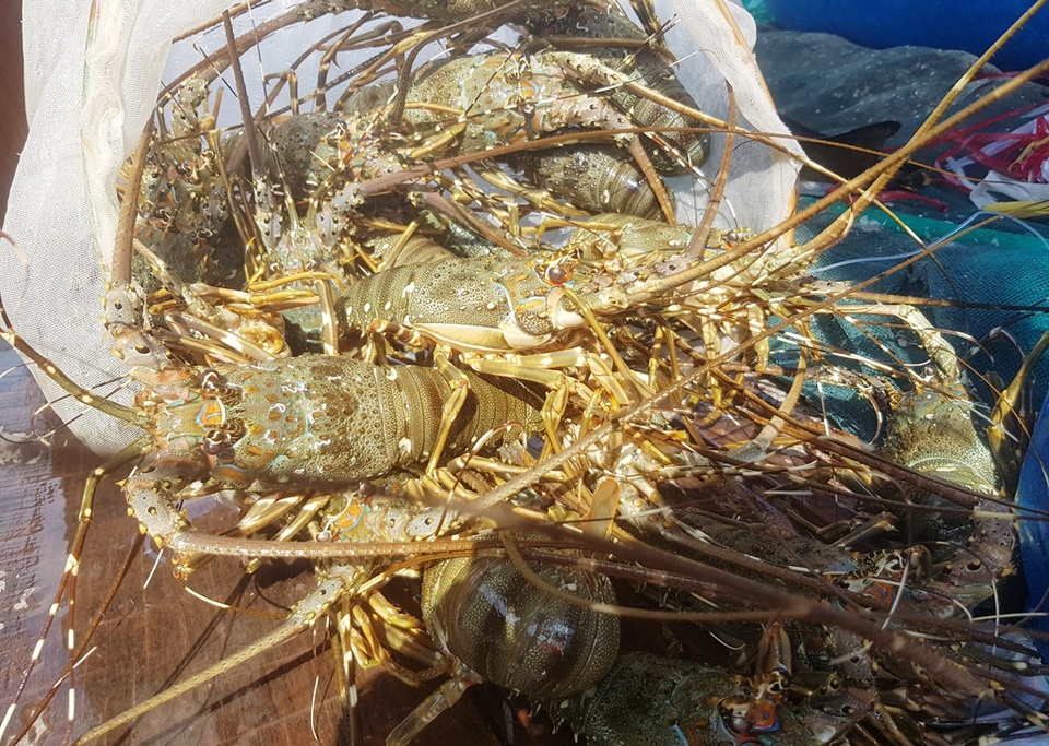 Tôm hùm xanh rớt giá chưa từng thấy, tại Khánh Hòa còn 600 ngàn đồng/kg - 1 Tôm hùm xanh rớt giá chưa từng thấy, tại Khánh Hòa còn 600 ngàn đồng/kg - 1