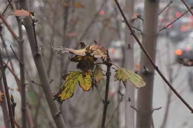 Phong lá đỏ ở Hà Nội chưa kịp đỏ đã ngả... màu đen