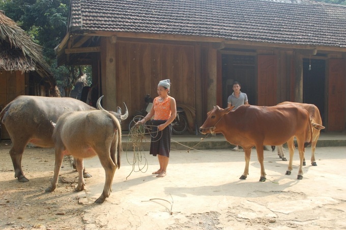 Hỗ trợ đầu tư vốn cho người dân huyện Như Xuân chăn nuôi bò