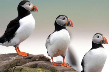 Số lượng chim hải âu rụt cổ Đảo Farne giảm đáng lo ngại