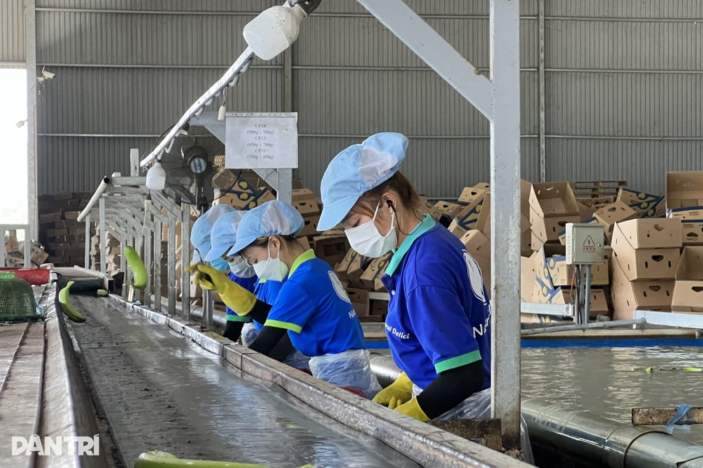 Nhiều doanh nghiệp chây ì đóng bảo hiểm cho người lao động - 2 Nhiều doanh nghiệp chây ì đóng bảo hiểm cho người lao động - 2