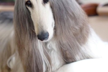 Chủ chất chơi chi hơn 800 triệu làm đẹp cho chó cảnh