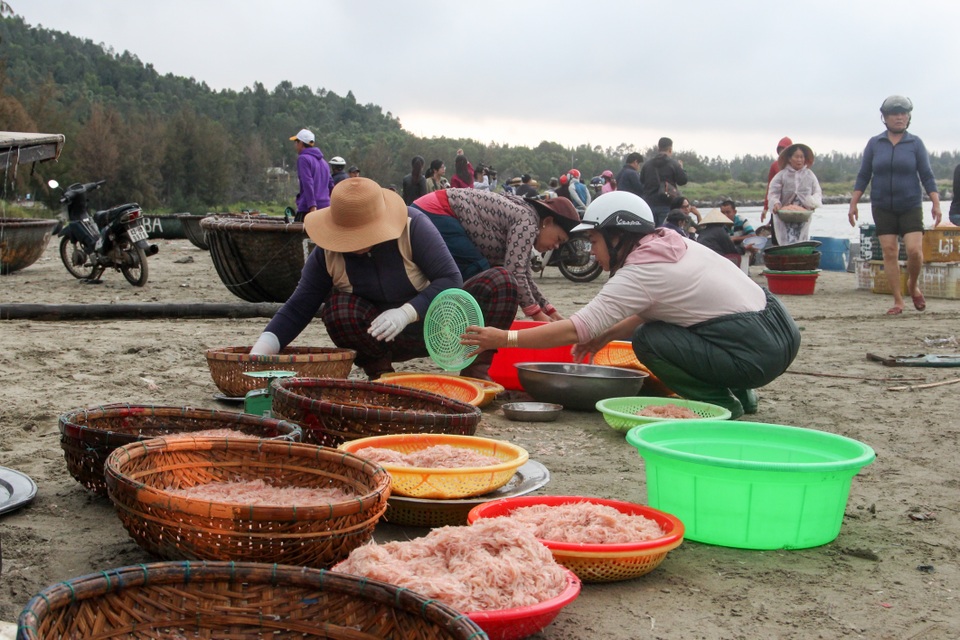 Ngư dân Đà Nẵng trúng đậm mùa ruốc biển - 5 Ngư dân Đà Nẵng trúng đậm mùa ruốc biển - 5