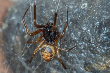 "Nhện góa phụ giả dạng" có thể truyền vi khuẩn kháng kháng sinh