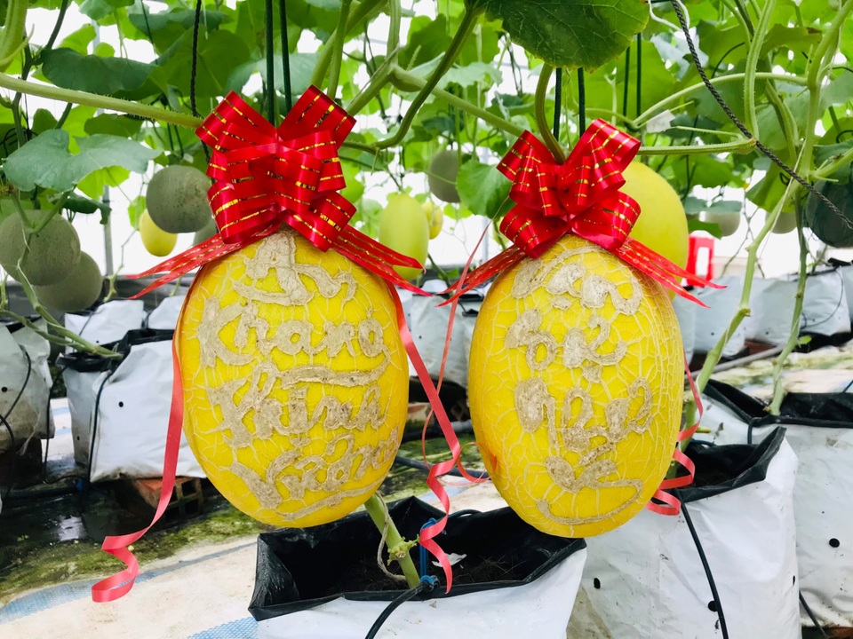 Vườn dưa lưới toàn trái khủng của nữ nhân viên văn phòng ở Kiên Giang - 11