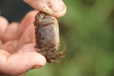 Bẫy cáy bằng ống nhựa, thu tiền triệu mỗi ngày