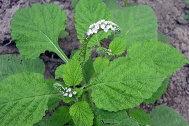 7 người nhập viện nguy kịch nghi uống nước lẫn lá cây độc