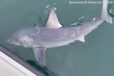 Cần thủ câu được cá mập nặng 250 kg