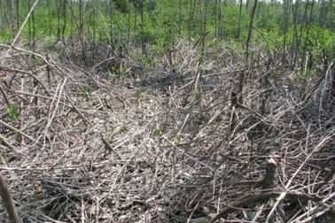 Vụ chết rừng phòng hộ của doanh nghiệp tặng xe Lexus: Doanh nghiệp phải trồng lại rừng