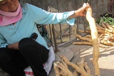 Cây “thần dược” gặp nguy vì bị đồn thổi quá đà