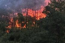 Trên 300 người tham gia khống chế đám cháy rừng ở Nghệ An